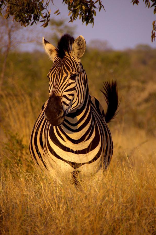 Moholoholo Mountain View Villa Hoedspruit Esterno foto